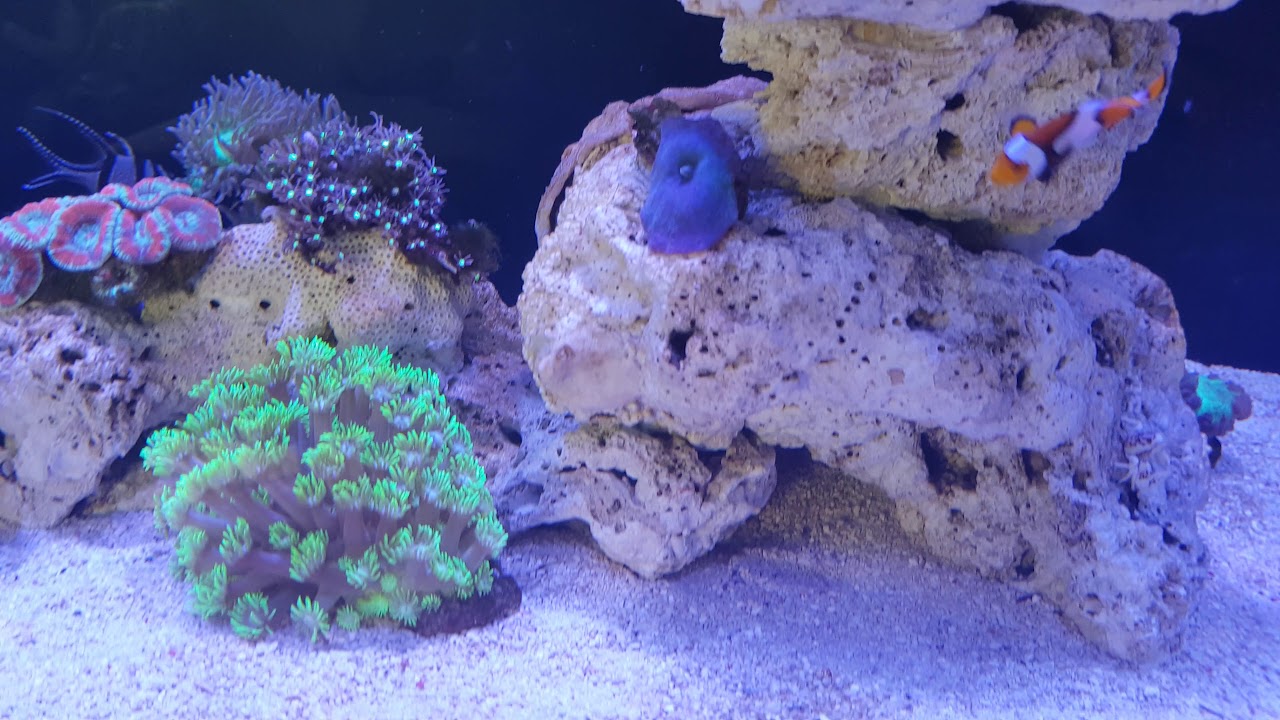 Mini reef 215