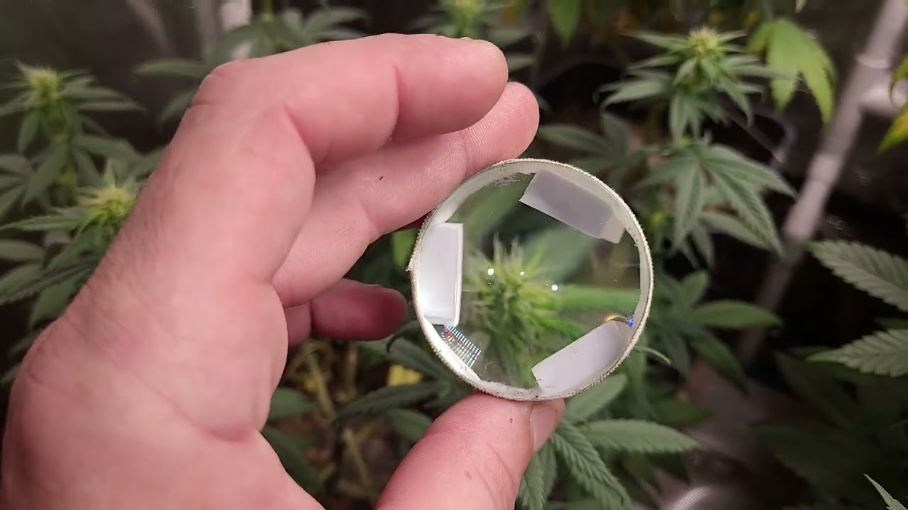 critical mass week 6 flower,pot of gold week 3 flower, cheese week 2 flower, white widow week 1 flow