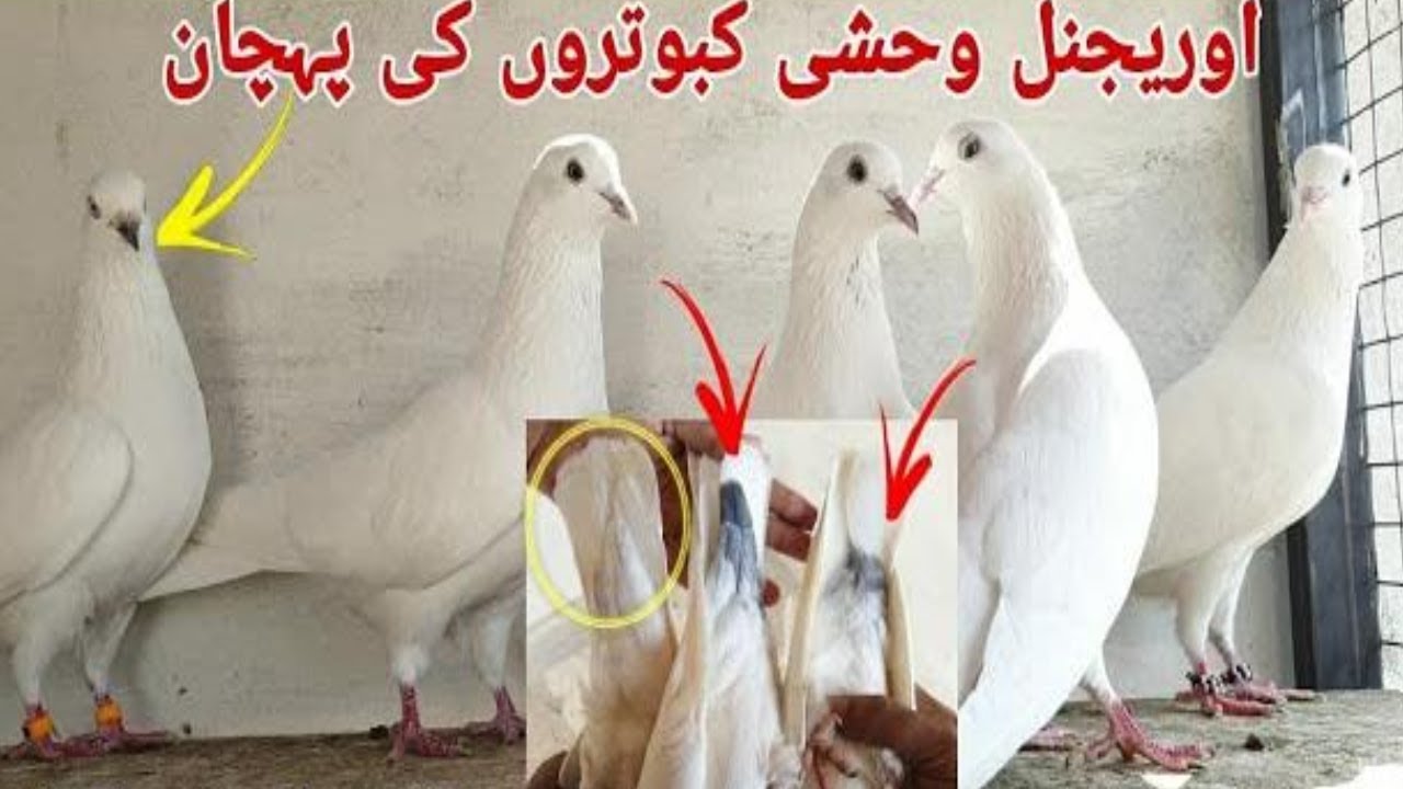 Wehshi Kabootar Original | اوریجنل وحشی کبوتر | Urdu \ Hindi | Shahid Rajput Pigeons | 0313 3348255