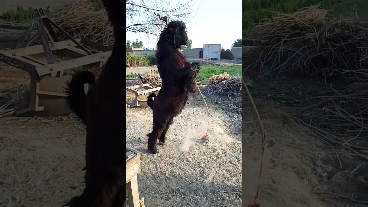 DDP Breeder,DDP goats Breed,#shorts ,#subscribe #youtubeshorts