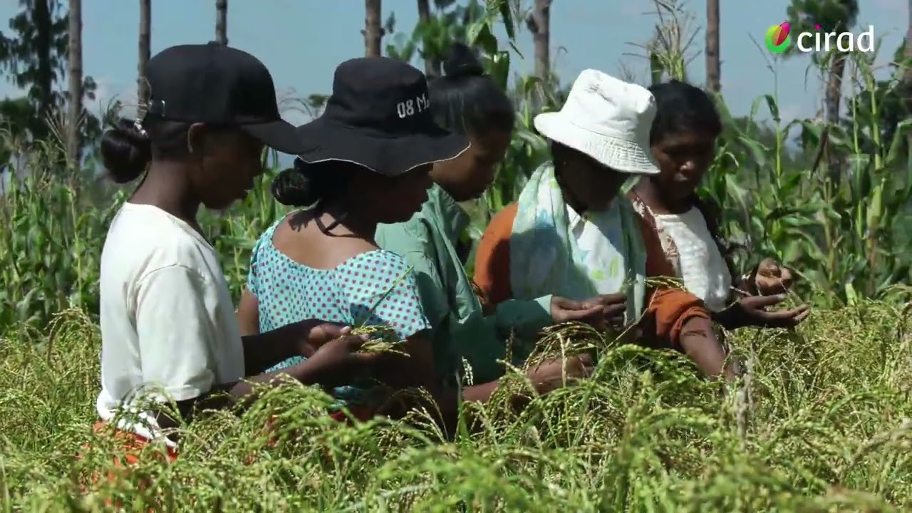 Des recherches sur le riz pluvial en étroite collaboration avec les paysans