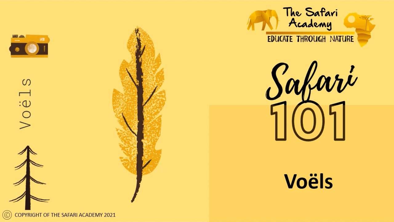 Safari 101 | Vo&euml;ls | Opvoedkundige video vir Kinders oor ons Natuur |