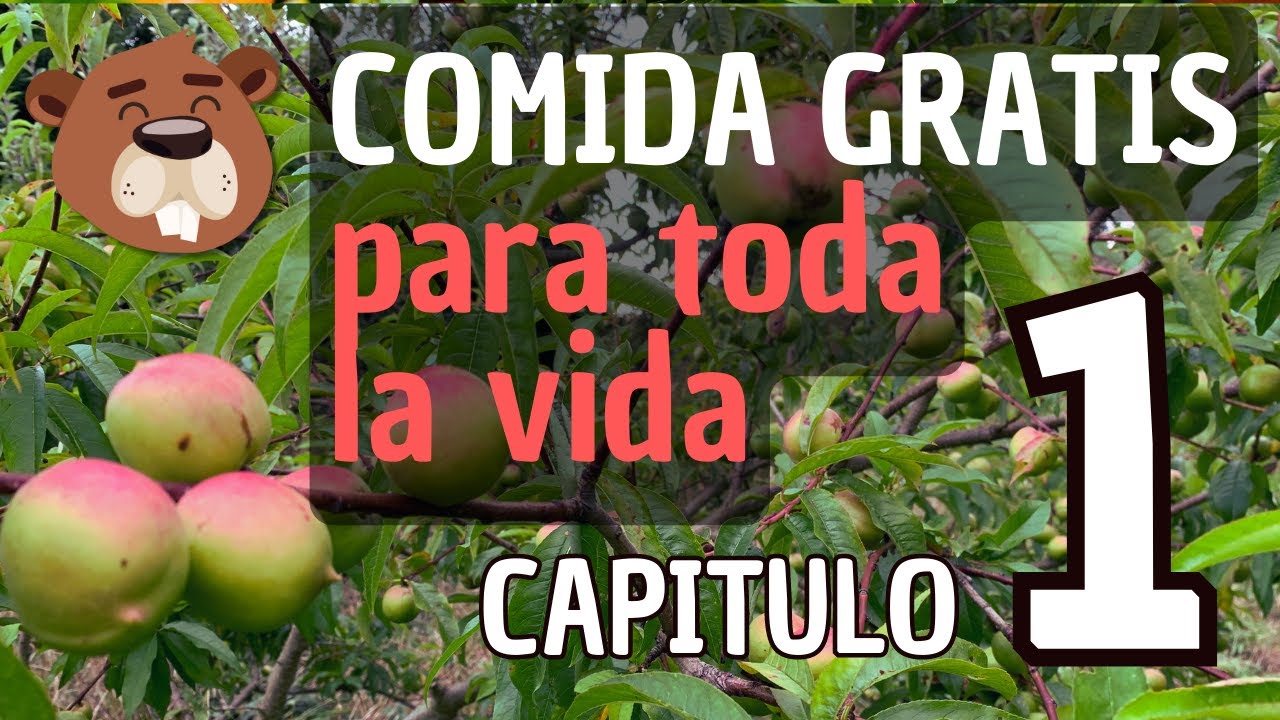 BOSQUE DE ALIMENTOS Permacultura 🌳🌳 (Primeros pasos).