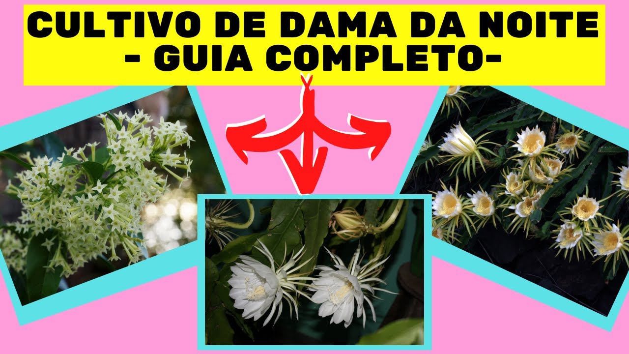 Como cuidar de dama da noite - Dicas fáceis e práticas