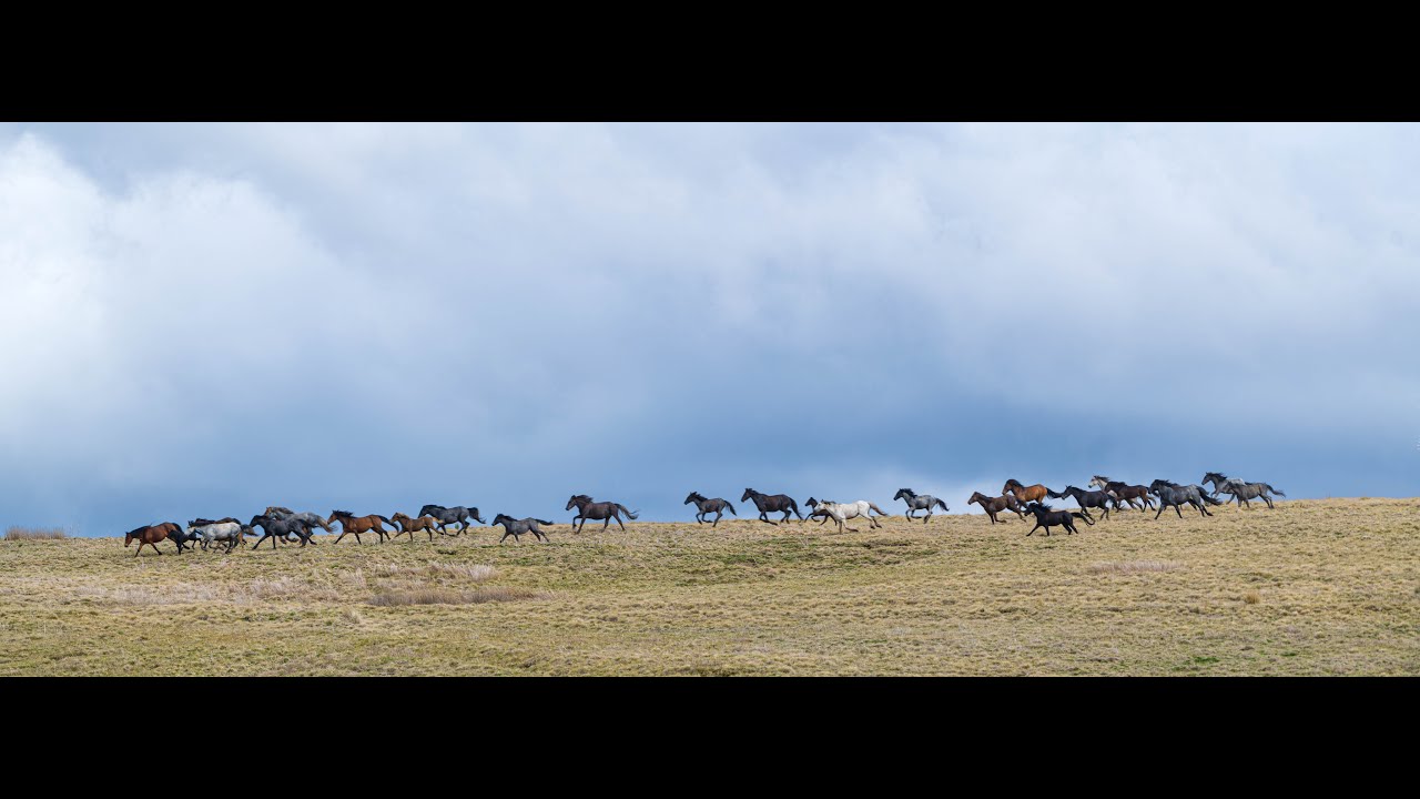 BRUMBY REPRIEVE