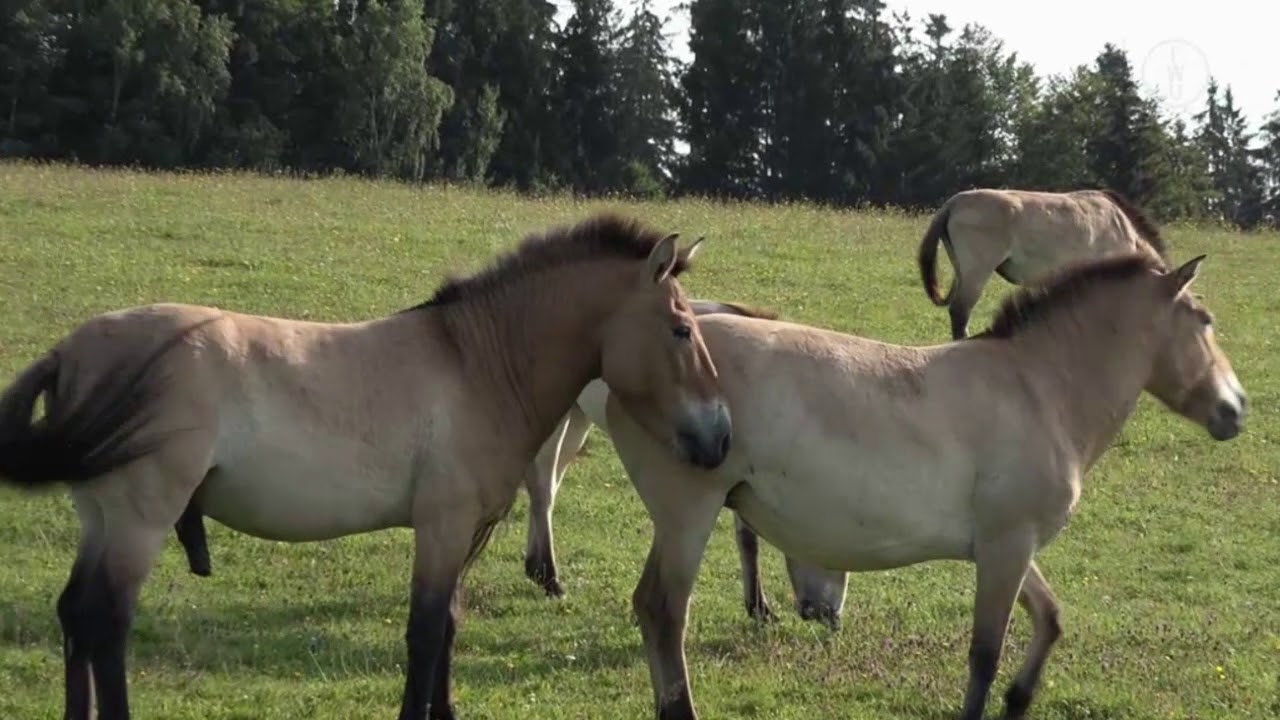 FWU - Das Pferd - Abstammung, Lebensweise, Fortpflanzung - Trailer