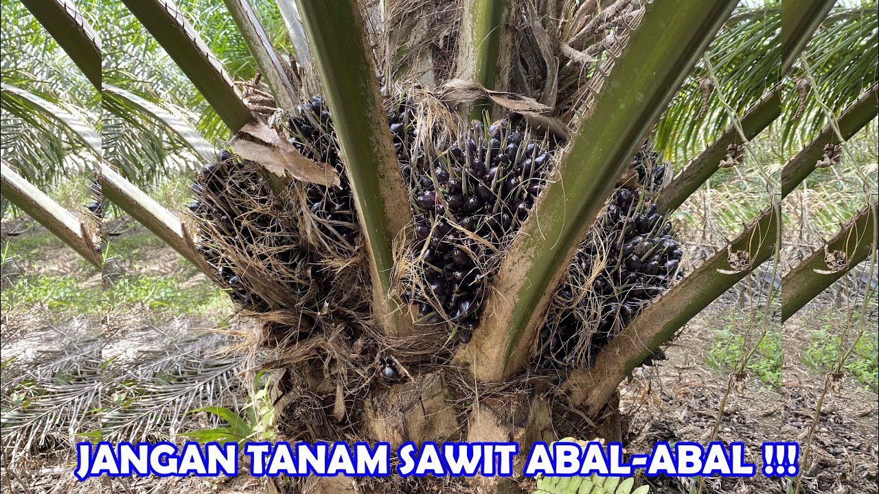 BIBIT KELAPA SAWIT ABAL - ABAL BIKIN PUSING