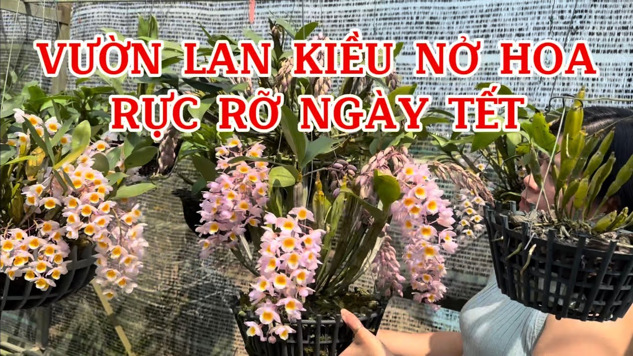 Vườn lan kiều nở hoa rực rỡ mùa xuân-0834608769-LAN RỪNG LÂM ĐỒNG@lanrunglamdong 