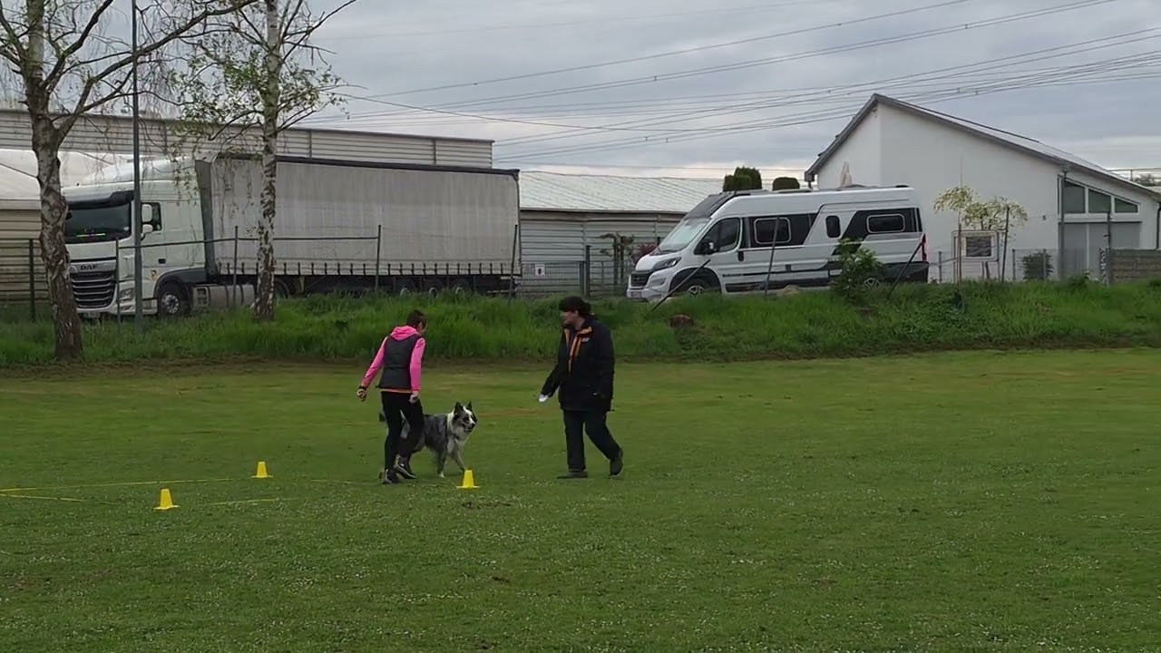 Obedience Beginner Prüfung,  13.4.2025, Vorzüglich 2 Platz 😀