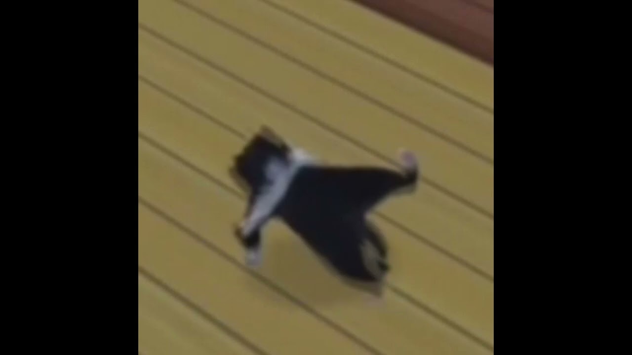 skyline ryodan x Cats