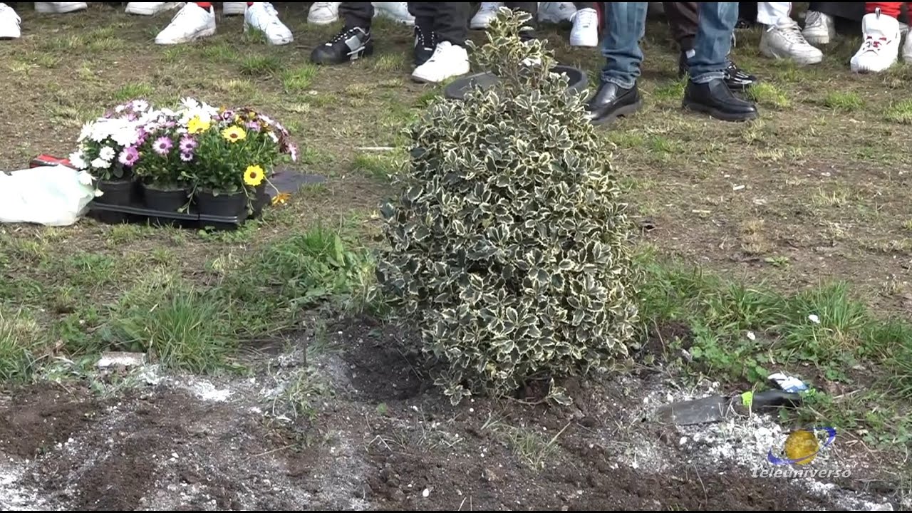ALATRI: L'albero di Thomas del 26-03-2023