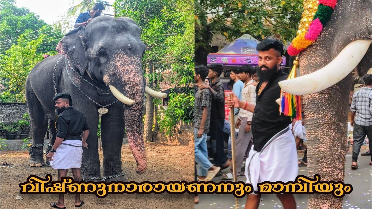 അക്കാവിള വിഷ്ണുനാരായണനും മാമ്പിയും അക്കിക്കാവിൽ 😍 Akkavila VishnuNarayanan & Mahout Mambi