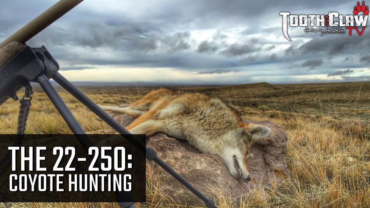 The 22-250 - Coyote Hunting