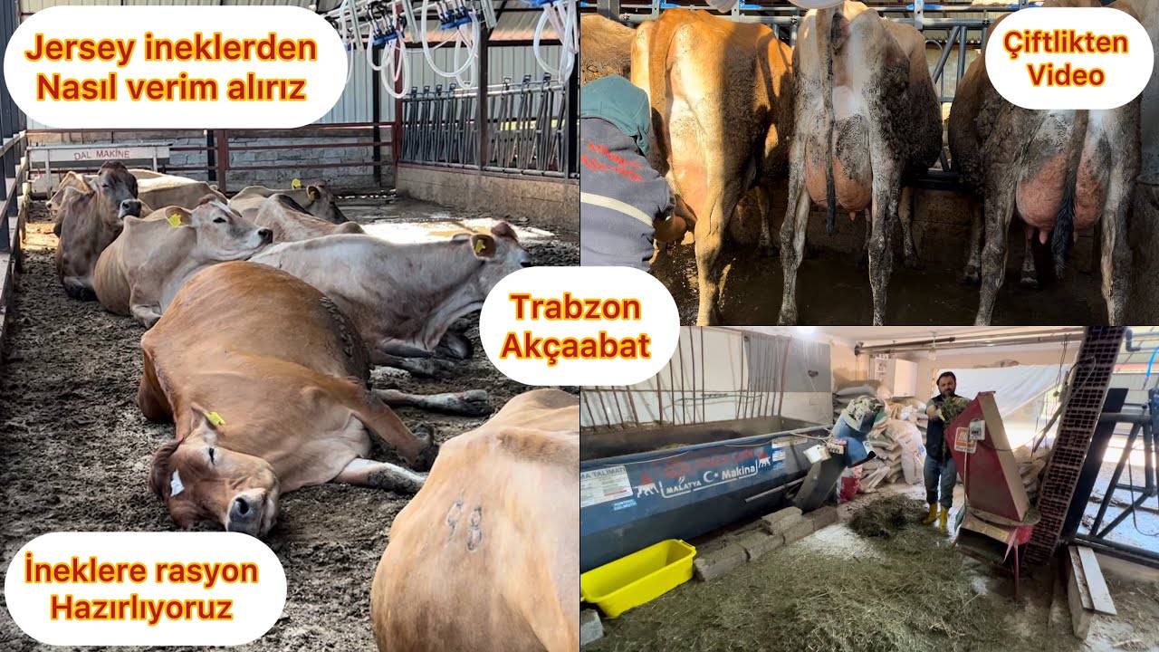 JERSEY İNEKLERİMİZİ NASIL BESLİYORUZ / TRABZON JERSEY ÇİFLİĞİ / SAĞMAL RASYON