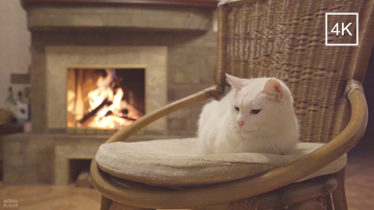 Cat relaxing near FIREPLACE | 4K
