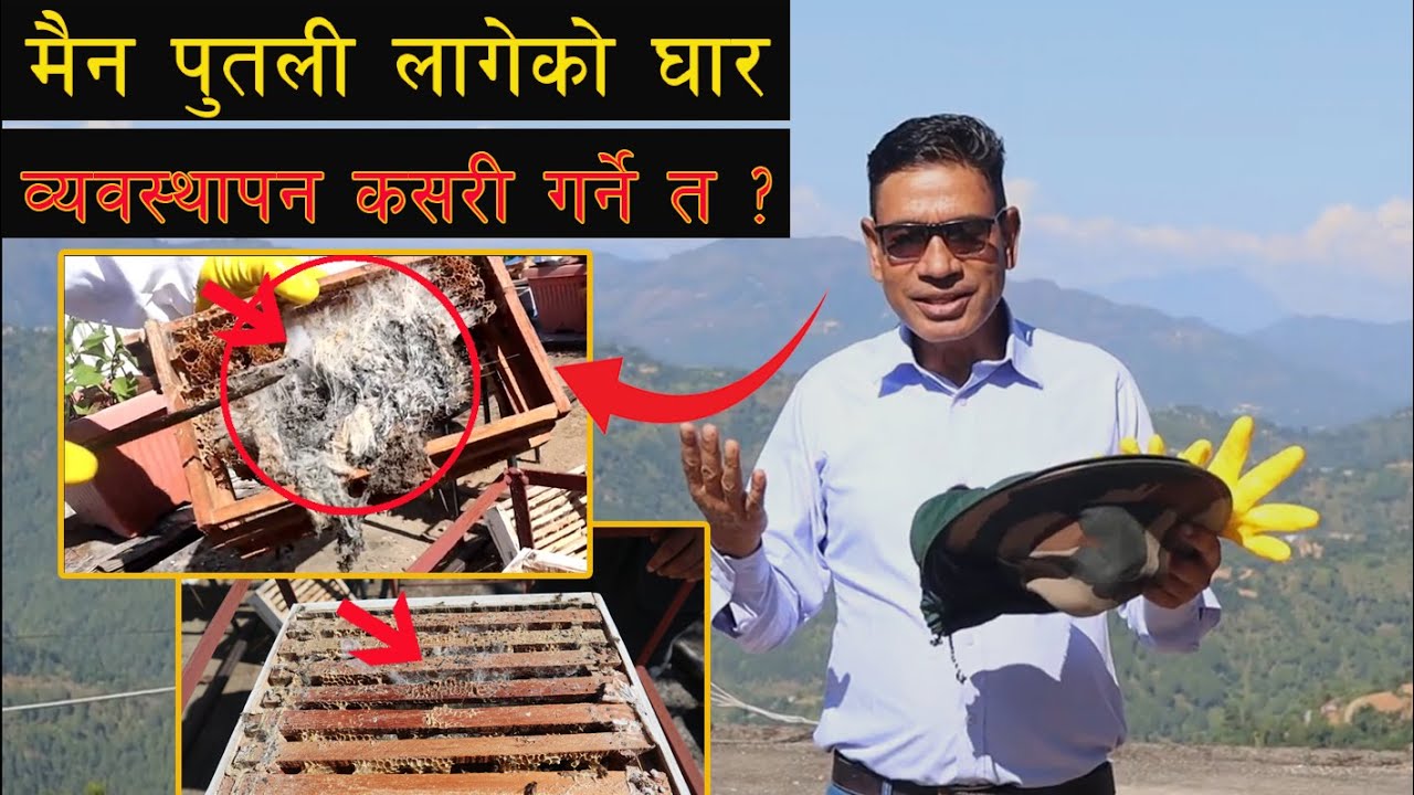 मैन पुतली कस्तो हुन्छ ? र मैन पुतली लागेको घार कसरी व्यवस्थापन गर्न सकिन्छ ?