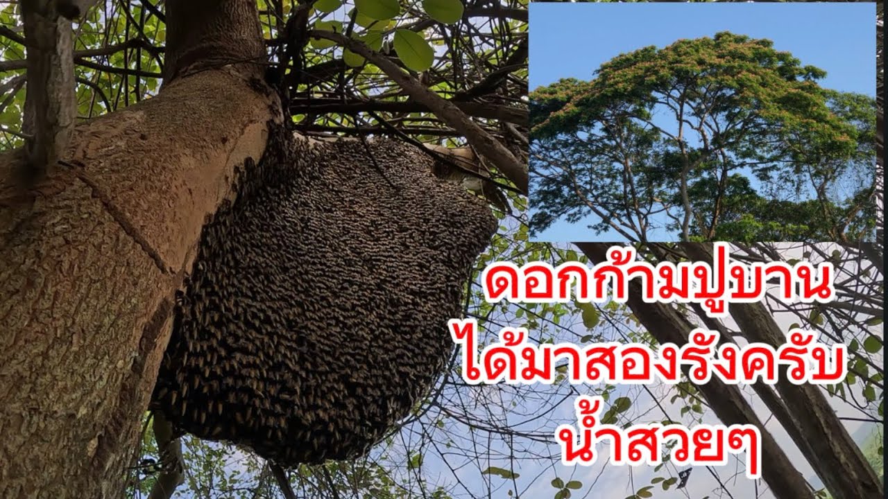 ดอกก้ามปูบานได้มาสองรังครับน้ำสวยๆ
