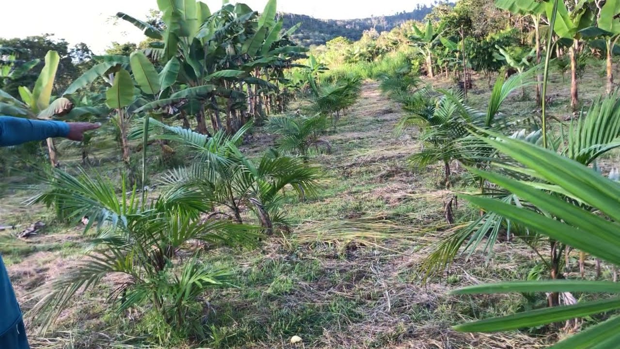PLANTIO DE AÇAI APOS 2 MESES DE ADUBAÇAO COM ESTERCO DE GALINHA.