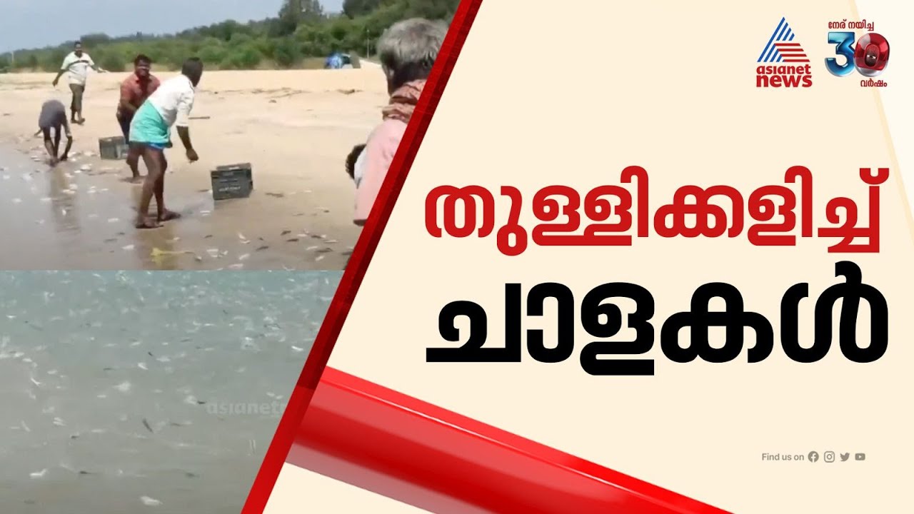 തൃശ്ശൂര്‍ എടക്കഴിയൂര്‍ ബീച്ചില്‍ ചാള ചാകര; ദൃശ്യങ്ങള്‍ കാണാം | Thrissur | Edakkazhiyur beach