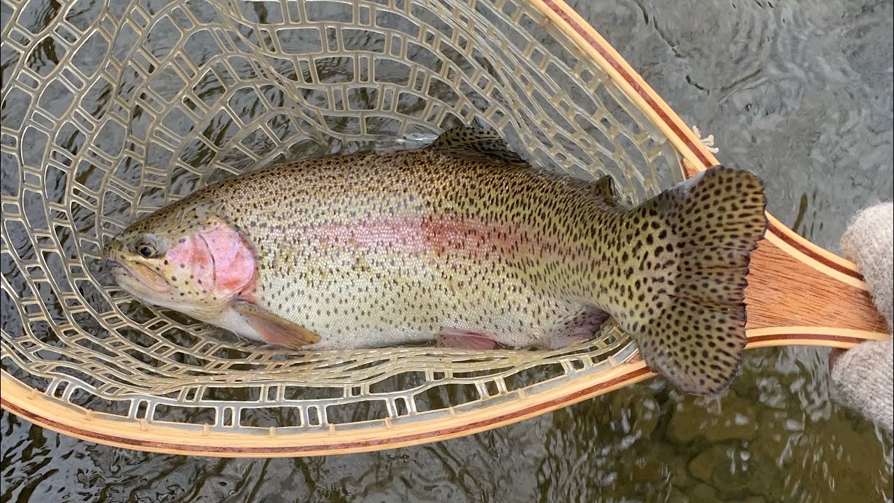First Fork Sinnemahoning: Fly Fishing Potter Co. pt 1