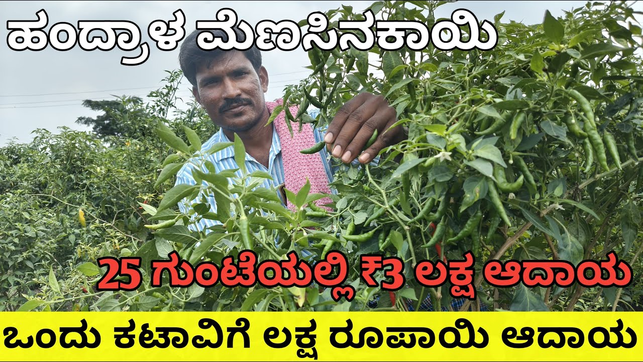 ಹಂದ್ರಾಳ ಮೆಣಸಿನಕಾಯಿ|ಒಂದು ಕಟಾವಿಗೆ|ಒಂದು ಲಕ್ಷ|ಆರು ಕಟಾವು|ಸಂಪೂರ್ಣ ಮೆಣಸಿನಕಾಯಿ ಮಾಹಿತಿ