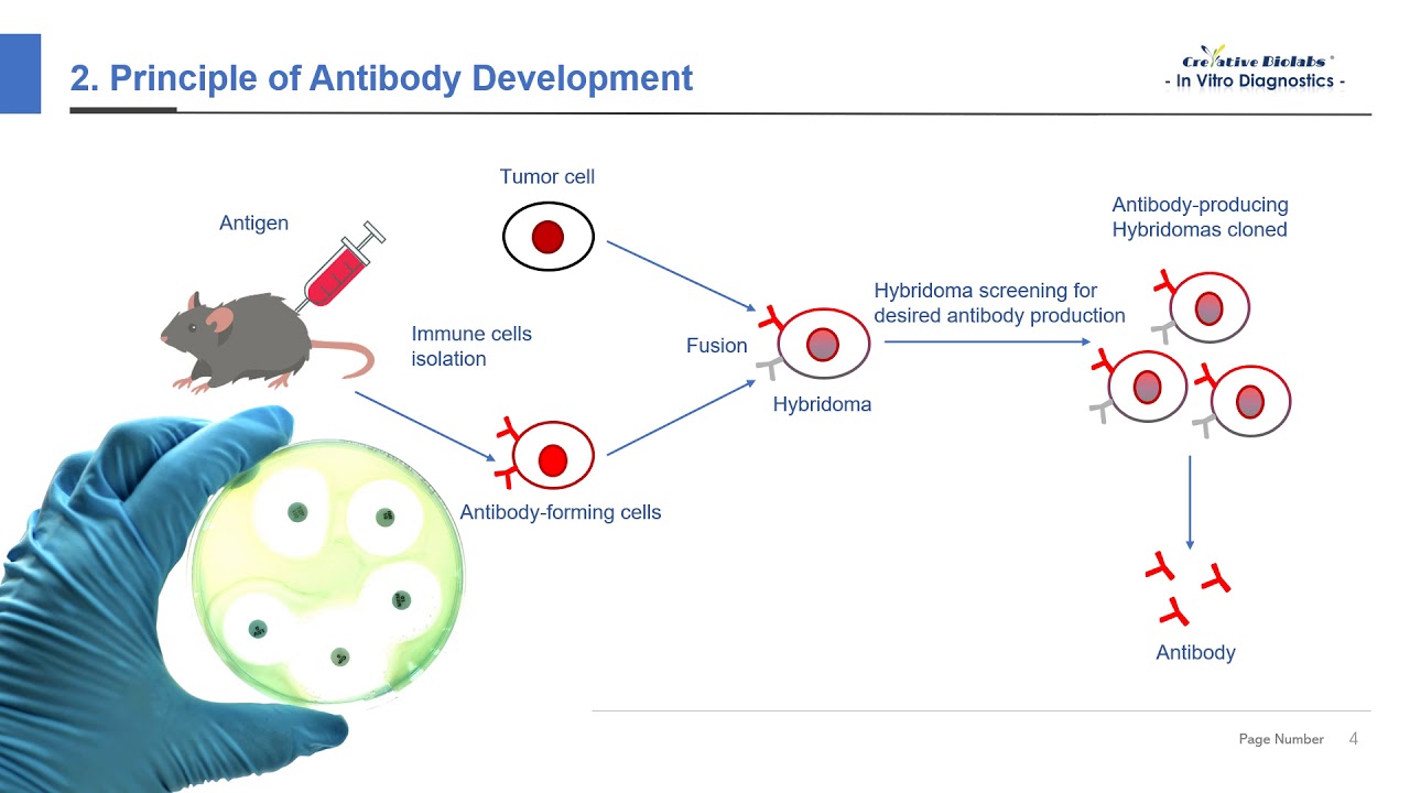 In Vitro Diagnostic (IVD) Antibody Development - Creative Biolabs