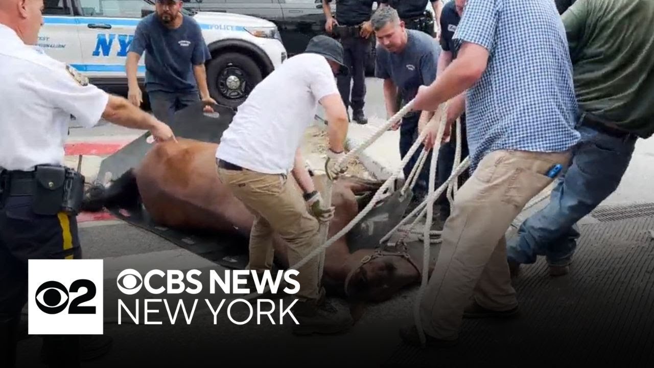 Carriage horse collapses and dies in Hell's Kitchen