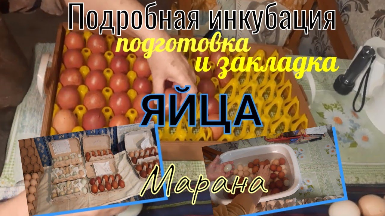 Подробная инкубация куриного яйца Марана