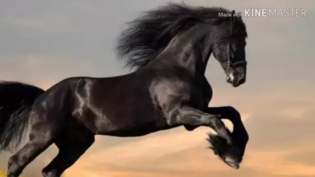 Filosofi kuda hitam!!karakter kuda hitam yg??....