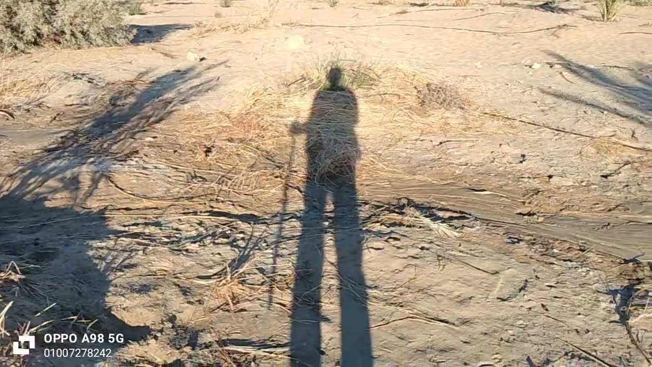 ارض زراعيه للبيع سعر الفدان ١٦٠ الف فيهم ٢٠٠ نخله الوادي الجديد الخارجه 01007278242