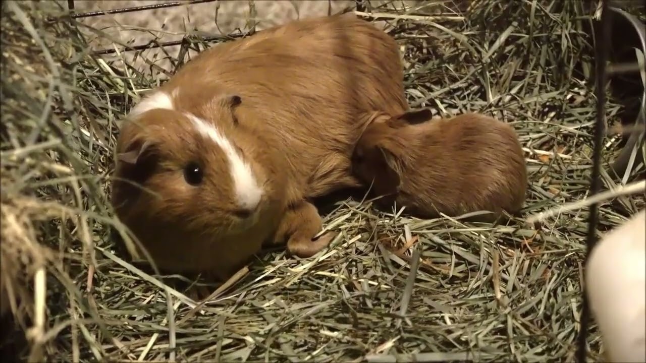 Guinea Pigs: Nursery Rhymes & Thymes