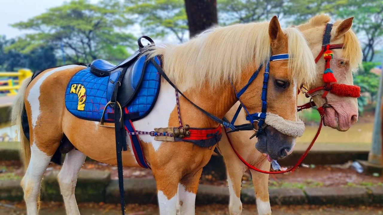 NAIK KUDA ~ NAIK DELMAN ISTIMEWA ~ KALAU KAU SUKA HATI ~ DISINI SENANG DI SANA SENANG - HORSE RIDING