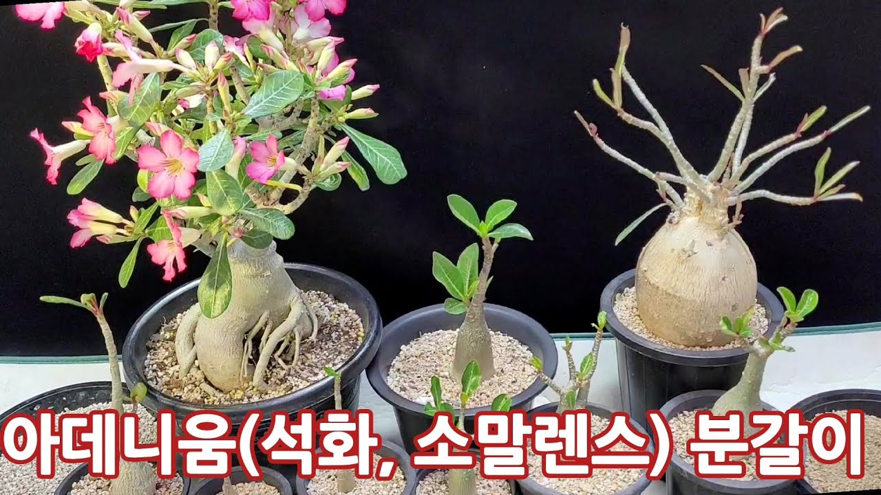아데니움 분갈이, 석화, 사막의 장미, 소말렌스, Adenium somalense