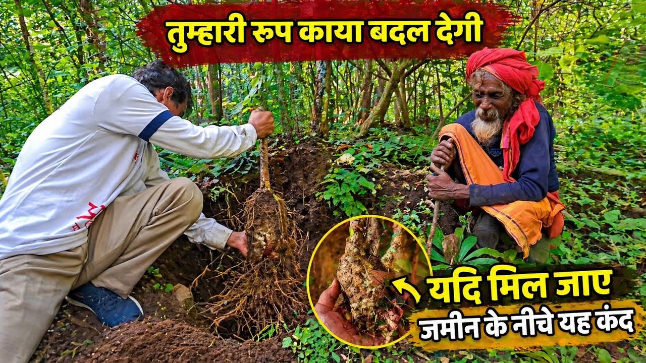 इंसान का रूप बदल देगी जमीन के नीचे मिली यह जड़ी बूटी । Dug up Forest Herbs 