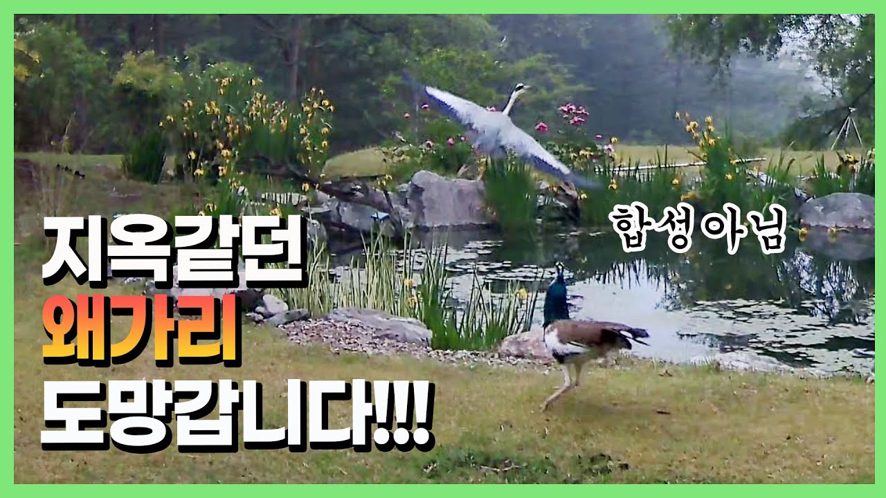 생각도 못 한 방법으로 왜가리 쪼까냈습니다 ㅋㅋ