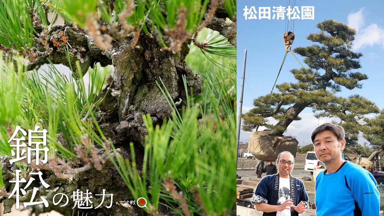 50年前から盆栽を輸出⁉松田清松園さんで錦松の魅力を教えてもらいました【盆栽Q】