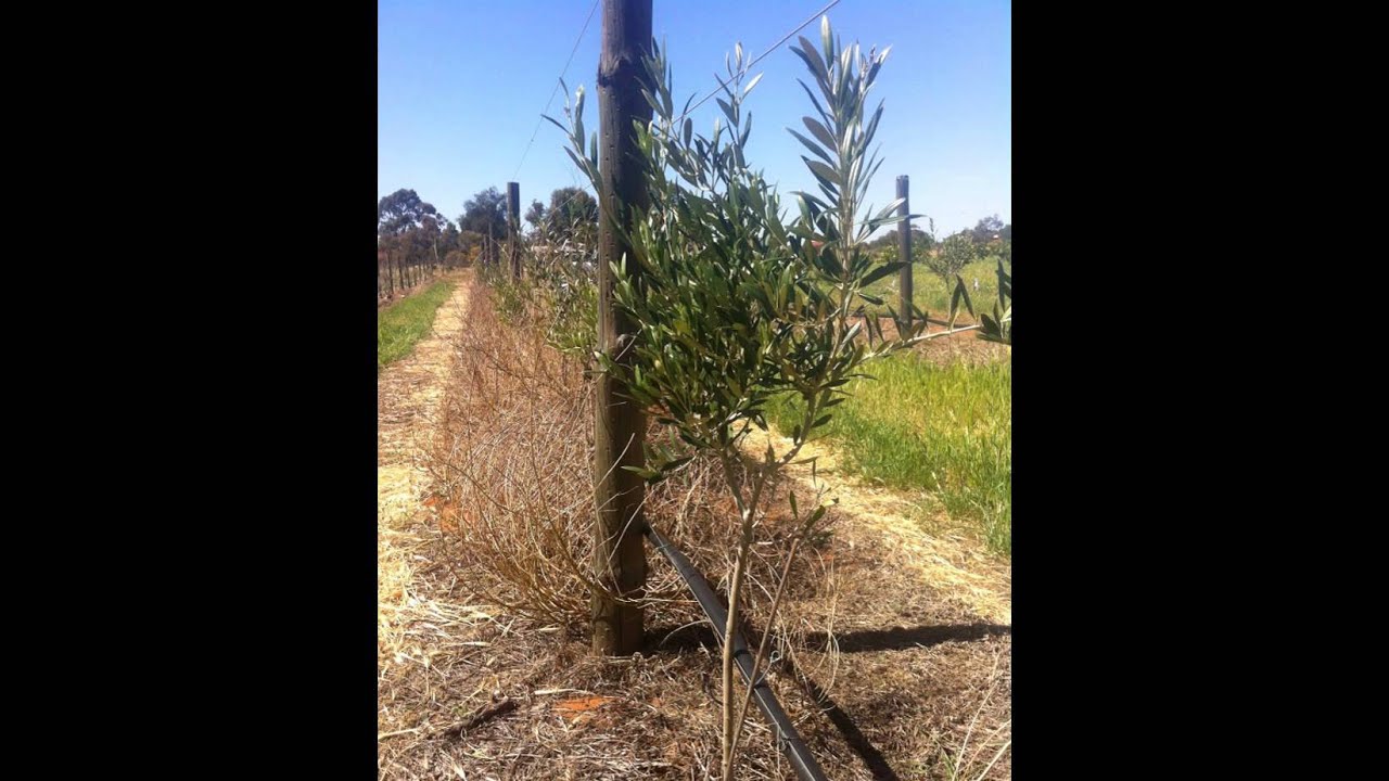 Super High Density Olive Grove - Alan Hillier Grove visited Olive Alliance Field Day