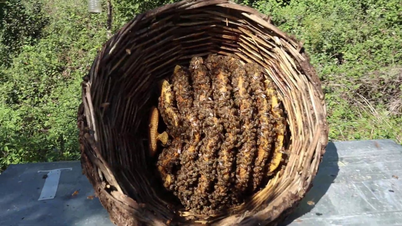 Sepet Karakovanımızı Kontrol Ettik ve Kış Moduna Soktuk (Karakovan Arıcılığı - 4.Bölüm)