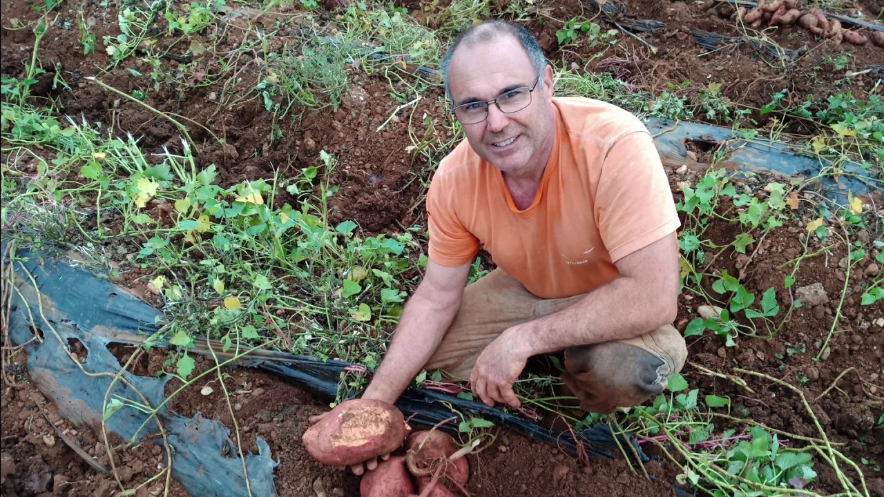 Les patates douces 2019