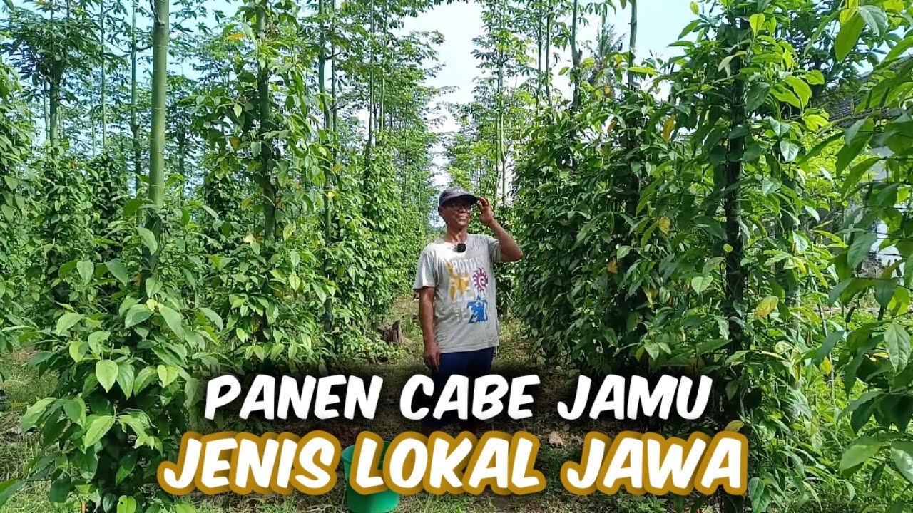 Keunggulan Cabe Jamu Jenis Lokal Jawa Dari Jenis Lain‼️Panen Cabe Jamu