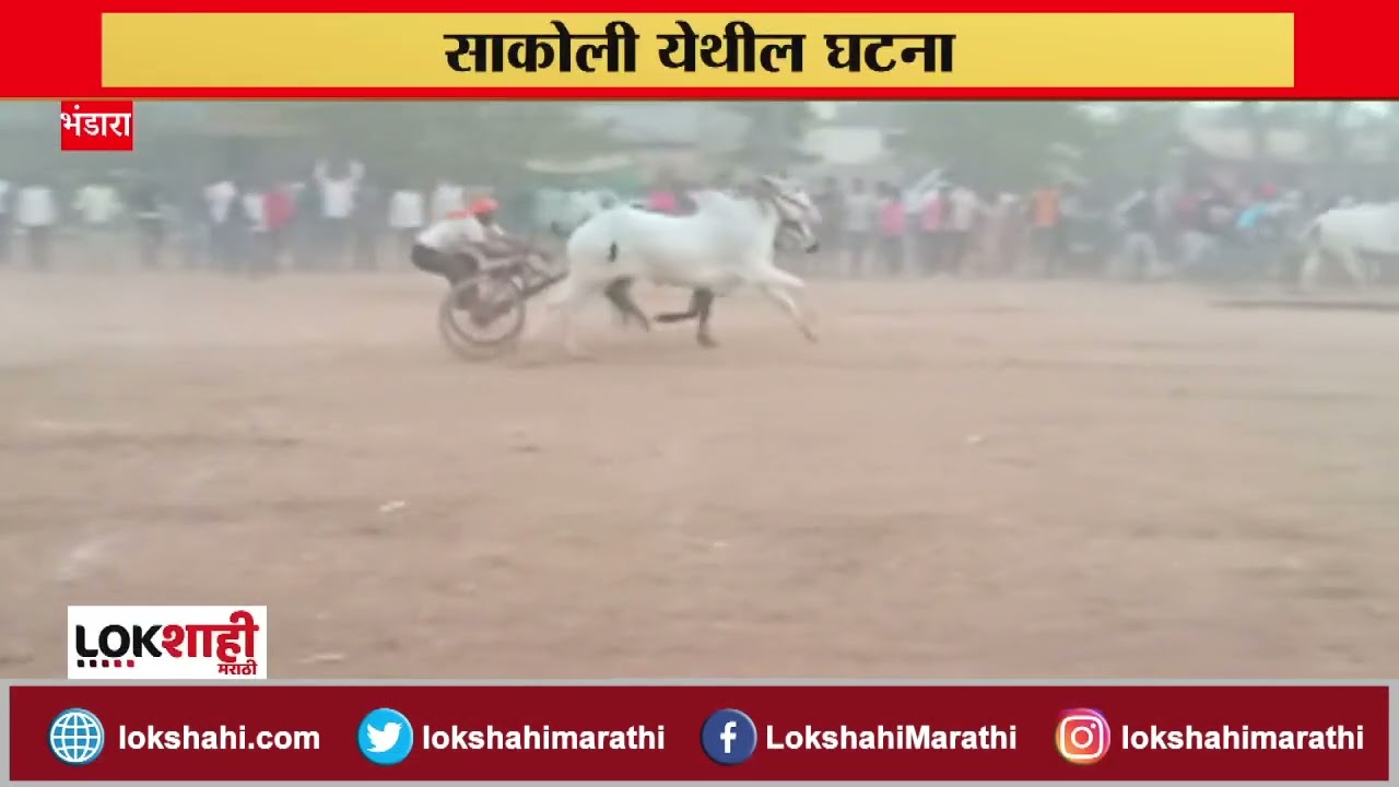 Sakoli, Bhandara : शंकर पटात बैलजोडी झाली सैराट | Lokshahi Marathi
