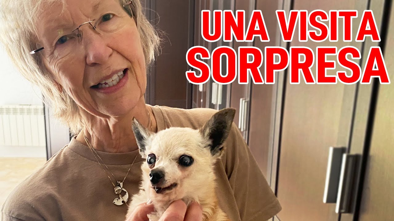 Nuestra pequeña Chihuahua tiene una visita sorpresa desde Alemania!