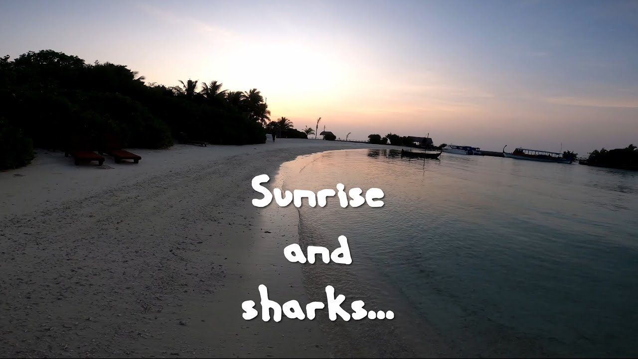 Maldives Makunudu Island Sunrise and sharks