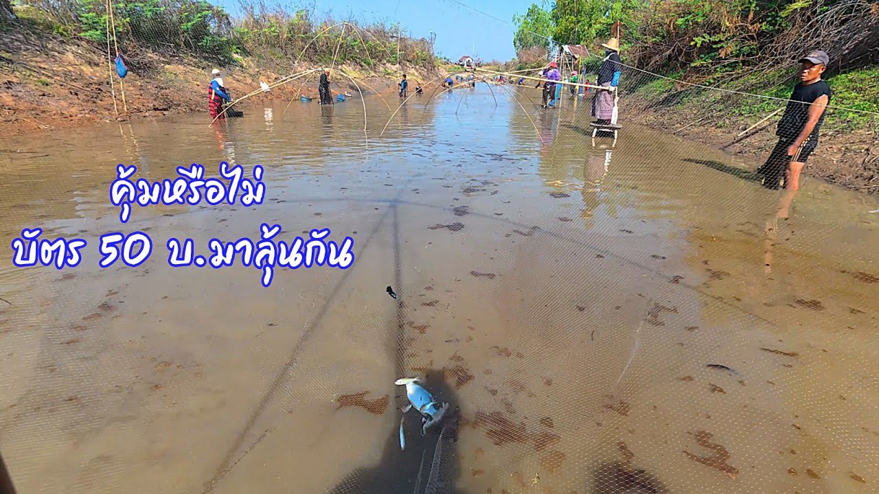 ยกยอหาปลามาให้แม่บ้านทำแดดเดียว หมานมั้ยน้อมาลุ้นกัน บัตร 50 บ. / ตุ้มแพรว พาเพลิน EP.927