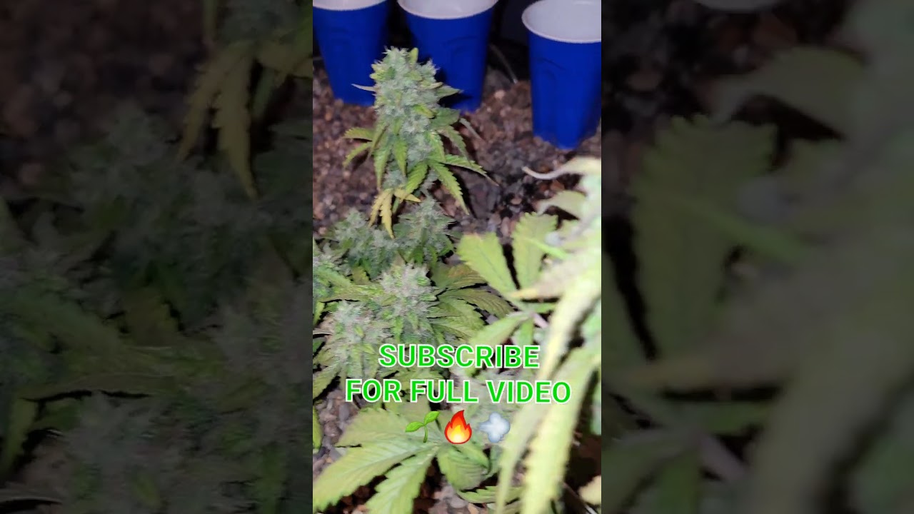 The Devil's Lettuce | Aquaponics #Shorts