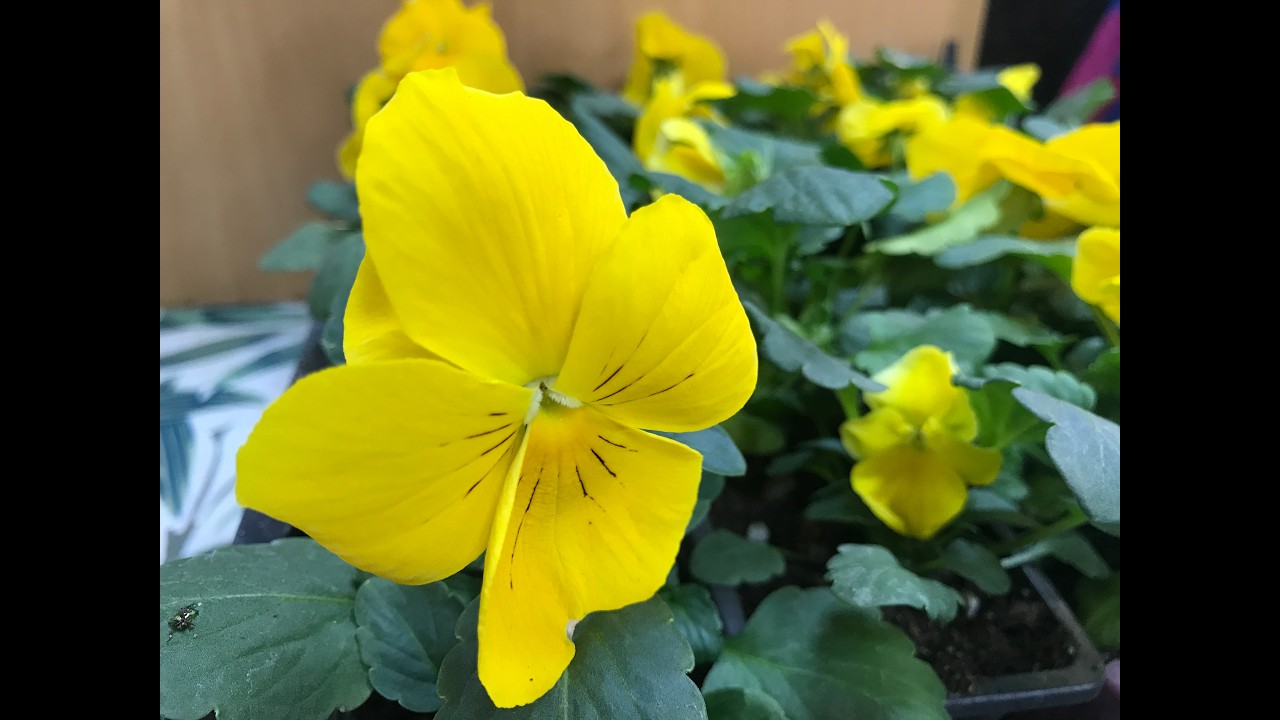 МИНСК Магазин Ботанического сада НАН Беларуси Ч 2 УЛИЧНЫЕ РАСТЕНИЯ // Belarus botanical garden shop