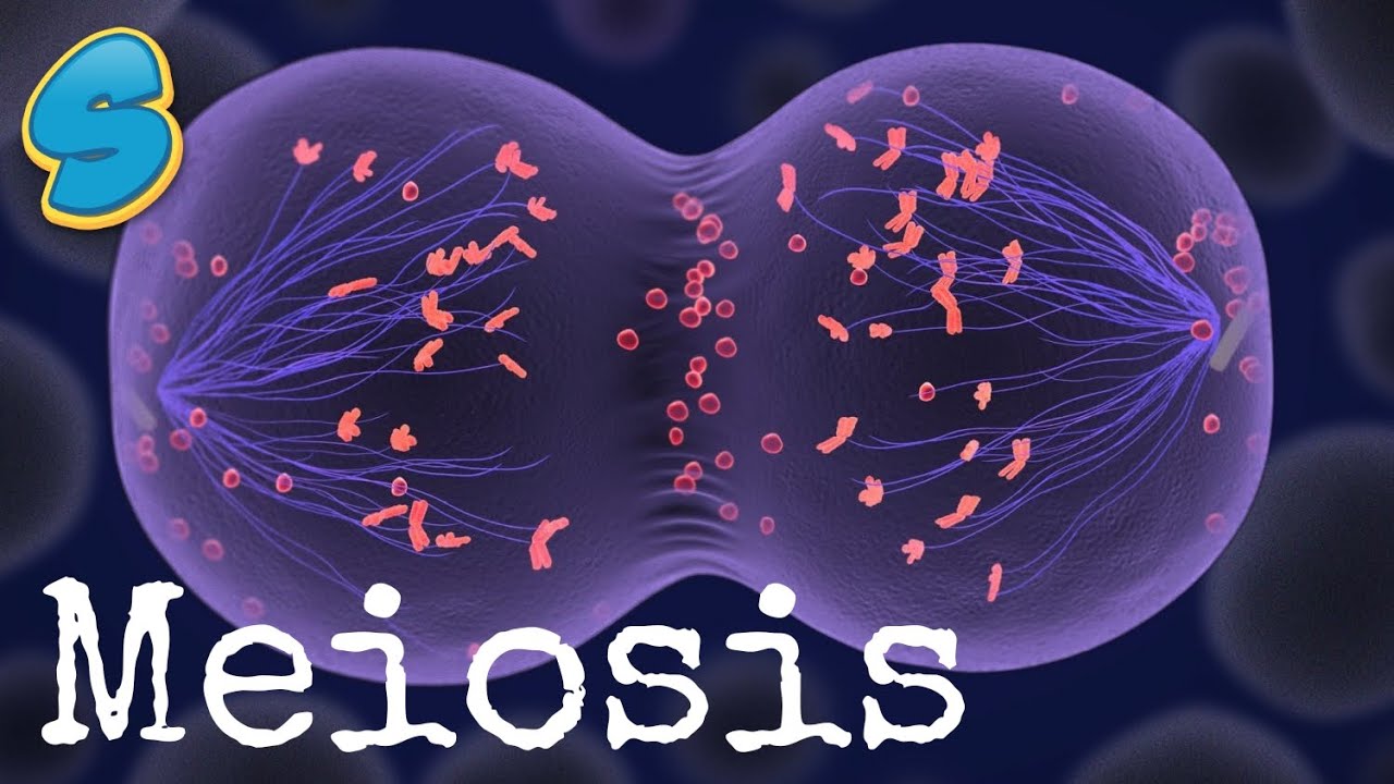 Meiosis in detail (በአማርኛ) Grade 10 Biology Unit 2 Part 3