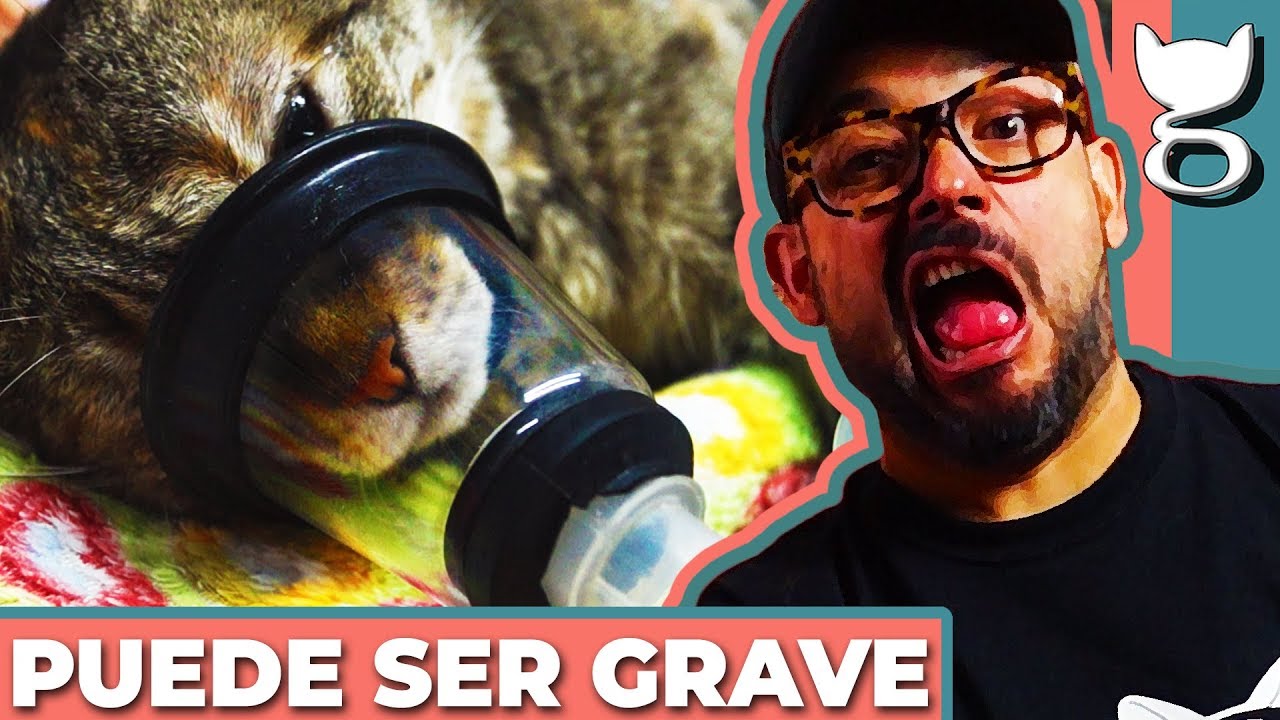 A MI GATO LE APESTA EL HOCICO... &iquest;ES MALO? | SALUD DENTAL FELINA
