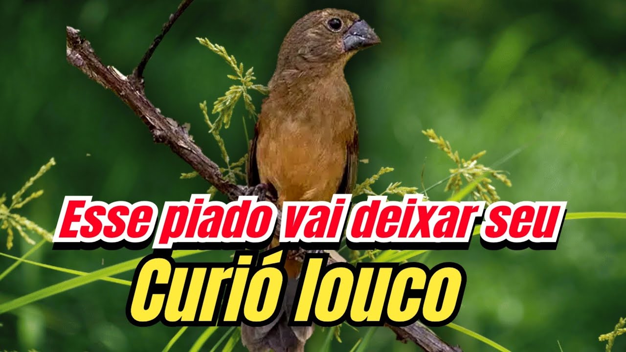 F&ecirc;mea de curi&oacute; chamando muito para esquentar o macho e estimular canto 