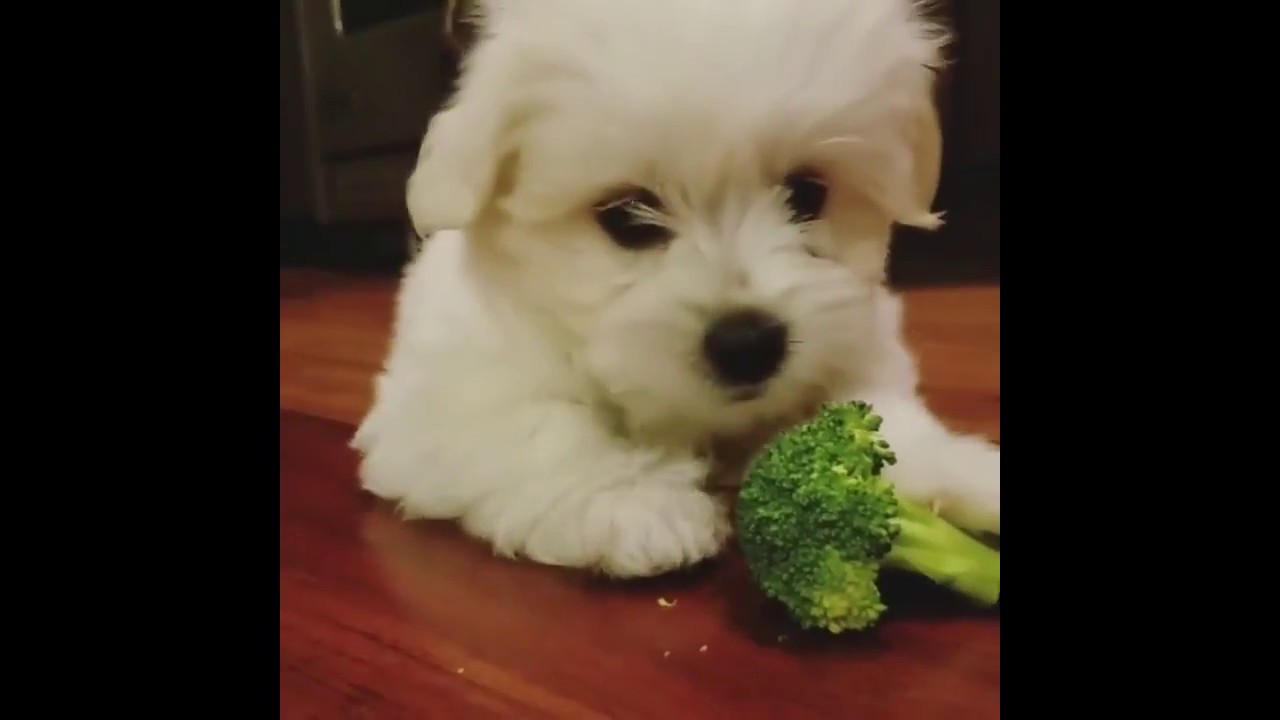 TOP 10 CUTEST MALTESE PUPPIES OF ALL TIME